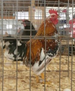 Sumatra Chickens at the Poultry Show Image